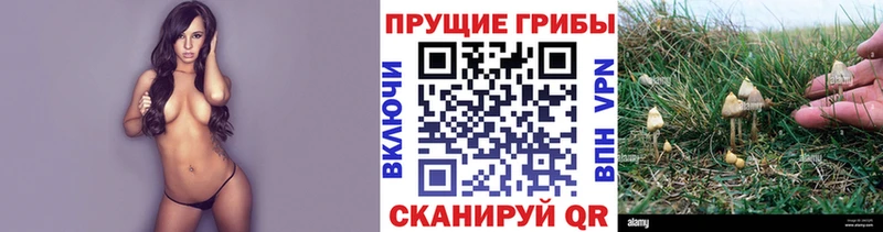 Псилоцибиновые грибы GOLDEN TEACHER Печоры